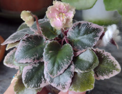 Mini African Violet Cuttings - 2 Fresh Unrooted Leaves - NL-KNYAGINYA Ol’ga - Perfect for Propagation and Plant Lovers