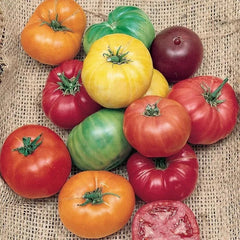 Rainbow Beefsteak Tomato Seeds - 30+ Heirloom Organic Non-GMO Varieties - Perfect for Home Gardening
