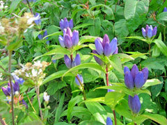 Gentian Seeds - 301+ Count - Perennial Native Wildflower for Shade Garden - Gentiana spp.