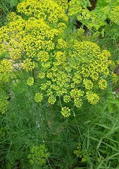 Dill Seeds 500+ Pack Common Herbs Culinary Gardening Anethum graveolens Free Shipping