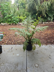 XXL Australian Tree Fern Live Plant 42" Cyathea cooperi Indoor/Outdoor Green Foliage