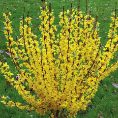 Forsythia Rooted Cuttings – 5 Fast Growing Plants – Bright Yellow Blooms – Forsythia x intermedia 'Mindor'