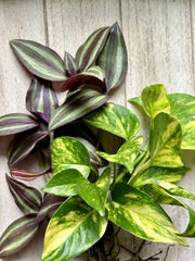 Rooted Pothos & Wandering Jew Cuttings - Live House Plant Cuttings for Indoor Decor - Epipremnum aureum & Tradescantia zebrina