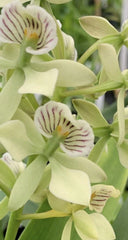 Encyclia Radiata Orchid Plant 4" Pot | Fragrant Flowering Orchid | Tropical Houseplant