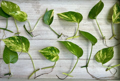 Single Leaf Pothos Cuttings - 20 Count - Good Roots - Epipremnum aureum