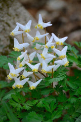 Dutchman Breeches Bulbs Bareroot Dicentra Cucularia for Garden Planting