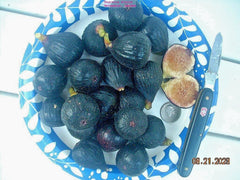 Fig Tree Cuttings, 7 Pieces, Negretta Variety, Hardy Rock Fig, Productive Plant, Ficus carica