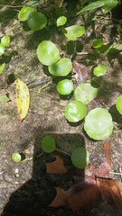 Whorled Pennywort Plant - Rare Aquatic Species - Hydrocotyle verticillata - Native Southern Alabama Water Garden Beauty
