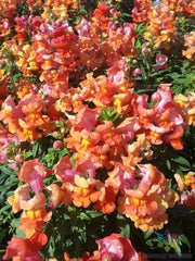 Sonnet Orange Scarlet Snapdragon Seeds - 1000+ Seeds for Garden - Antirrhinum majus - USA