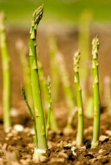 Asparagus Seeds - 100 Count - Mary Washington - Non-GMO, Open Pollinated - Asparagus officinalis