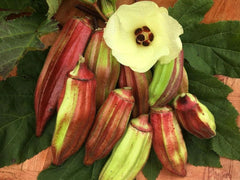 Texas Hill Country Red Okra Seeds - Heirloom, NON-GMO - 100+ Seeds - Abelmoschus esculentus