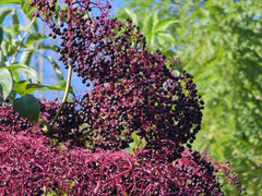 Elderberry Cuttings 5-12” Long - York, Nova, Adams Varieties - Sambucus canadensis