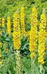 Great Mullein Seeds Bulk - 1000 Wooly Mullein Seeds, Hardy 6-10' Tall, Verbascum Thapsus