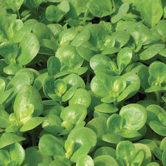 Golden Purslane Seeds - 500+ Fresh Herb Seeds - Portulaca oleracea - Edible Succulent Ground Cover
