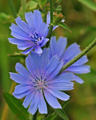 Wildflower Seeds for Planting - 1,000 Seeds - Chickroy Variety - Excellent Wildlife Food
