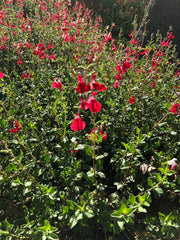 Organic Live Cuttings - USA Red Autumn Sage - Salvia Greggii - Perennial Herb for Gardens and Landscaping