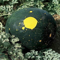 Moon & Stars Watermelon Seeds - Heirloom Non-GMO Red Variety - Citrullus lanatus