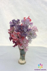 50+ Sweet Pea Seeds Striped Mixture for Garden Planting - Lathyrus odoratus - USA