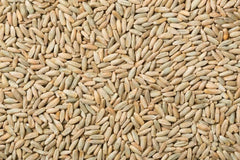 Rye Berries 4 Pounds High Fiber Iron Rich USA Grown Secale cereale