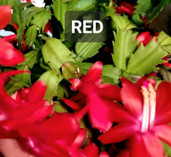 Thanksgiving Holiday Cactus Cuttings - Unrooted Schlumbergera - Perfect for Planting and Propagation