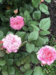 Queen of Elegance Rose Cuttings 10 Inch | Rosa 'Queen of Elegance' | Premium Floral Variety for Gardening