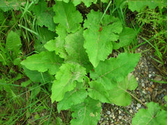 Burdock Live Starter Plant Bare Root 1+ Year Old Arctium lappa Herbal Taproot Hardy Zones 5-9