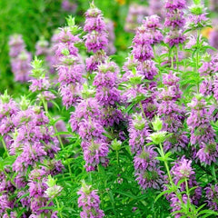 Monarda Citriodora Seeds | 1000+ Lemon Mint | Lemon Bee Balm | Native Wildflower Seeds, USA