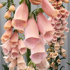 Apricot Beauty Foxglove Seeds | 200-4,000 Non-GMO Seeds | Digitalis purpurea 'Apricot Beauty'