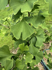 Ginkgo Tree Seedling 3-6” Baby Plant for Garden, Bonsai, Classroom - Ginkgo biloba