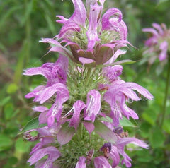 LEMON MINT SEEDS 600+ Monarda citriodora Perennial Herb for Garden, Fragrant Plant Attracts Bees