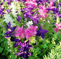 Tricolor Mix Clary Sage Seeds for Planting - 100 Seeds - Salvia sclarea