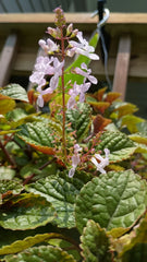 Purple Swedish Ivy Plant with Roots - Plectranthus verticillatus - Ideal for Indoor Gardening and Home Decor
