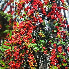 Live Weeping Yaupon Holly Plant – 4-6" Tall – Soil-Wrapped Roots – Ilex vomitoria