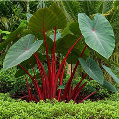 Hawaiian Punch Elephant Ear Plant - Small Rooted Starter - Colocasia esculenta - Tropical Houseplant