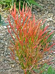 15 Cuttings 8-12" Firestick Pencil Thornless Succulent Euphorbia Tirucalli, Drought-Tolerant Indoor Plant Cuttings