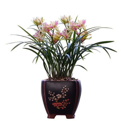 Cymbidium Orchid Plant - Extra Fragrant Butterfly Variety - Cymbidium ensifolium - Easy Care Bare Root
