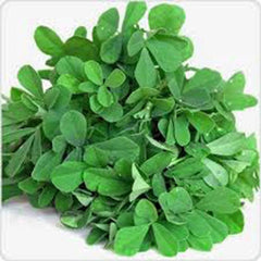 Fenugreek Herb Seeds - Heirloom, 50+ Seeds, Healthy and Tasty Herb, Trigonella foenum-graecum