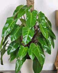 Syngonium Cuttings - White Butterfly Arrowhead Plant - Goosefoot - Live Indoor Plant Cuttings