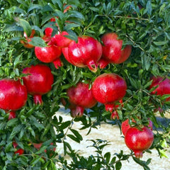 Pomegranate Tree Seeds - NON-GMO - "Apple of Granata Fruit" - Punica granatum - Edible Fruit Shrub Seeds