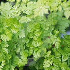 Chervil Seeds 500 Count, Heirloom NON-GMO Culinary Herb, Anthriscus cerefolium
