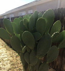Prickly Pear Cactus Pad Cutting - Large Nopales - Edible Cactus (Opuntia ficus-indica) - Superfood for Cooking and Health