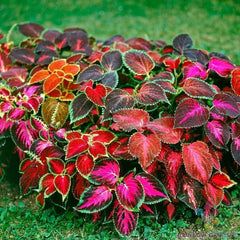 Coleus Seeds - 25+ Mixed Varieties for Garden Planting - Colorful Leaf Plants (Solenostemon scutellarioides)