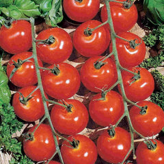 Sweetie Cherry Tomato Seeds - 30+ Heirloom Organic Non-GMO - Fresh Garden Seeds - Solanum lycopersicum