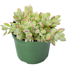 Live Rare Cotyledon Pendens Succulent in 4” Planter Pot for Indoor Decor - Unique Houseplant for Succulent Collection