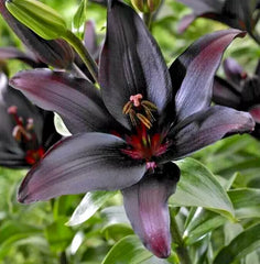 Asiatic Lily Bulb Large Burgundy Red Lilium Landini Flower