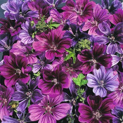Hollyhock Seeds - 25 Merlin Purple Perennial Flower Seeds - Alcea rosea - US Seller