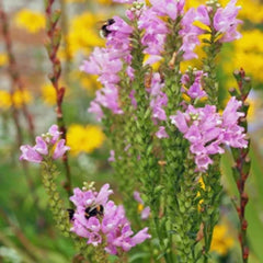 Obedient Plant Seeds - Pre-Stratified 25+ Seeds - Physostegia virginiana - Free Shipping