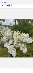 Bare Root Lilac Bush Jumbo Size White - Syringa vulgaris - 5 Plants with Planting Instructions