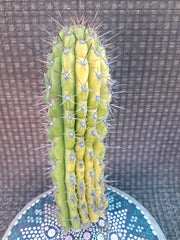Cereus Thelegonus Cactus Cutting 7.5" - Unique Succulent Plant for Home Decor, Indoor Garden, or Cactus Collection