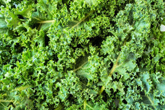 Dwarf Kale Seeds | 100+ Seeds | Dwarf Blue Kale for Planting | Brassica oleracea var. sabellica